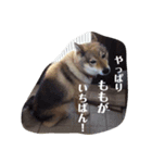 愛犬ももちゃん（個別スタンプ：9）