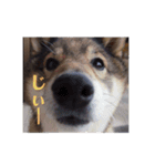 愛犬ももちゃん（個別スタンプ：10）