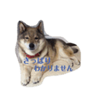 愛犬ももちゃん（個別スタンプ：11）