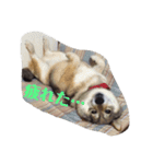 愛犬ももちゃん（個別スタンプ：12）