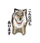 愛犬ももちゃん（個別スタンプ：13）