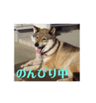 愛犬ももちゃん（個別スタンプ：14）