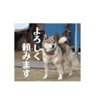 愛犬ももちゃん（個別スタンプ：16）