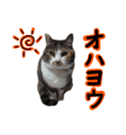 日常ラブリー三毛猫（個別スタンプ：1）