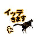 日常ラブリー三毛猫（個別スタンプ：3）
