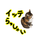 日常ラブリー三毛猫（個別スタンプ：4）