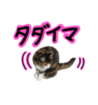 日常ラブリー三毛猫（個別スタンプ：5）