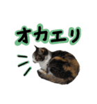 日常ラブリー三毛猫（個別スタンプ：6）