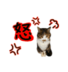 日常ラブリー三毛猫（個別スタンプ：7）