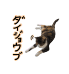 日常ラブリー三毛猫（個別スタンプ：9）