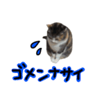 日常ラブリー三毛猫（個別スタンプ：10）