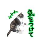 日常ラブリー三毛猫（個別スタンプ：11）