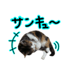 日常ラブリー三毛猫（個別スタンプ：12）