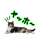 日常ラブリー三毛猫（個別スタンプ：13）