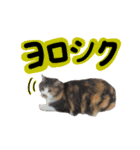 日常ラブリー三毛猫（個別スタンプ：15）
