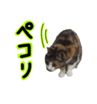 日常ラブリー三毛猫（個別スタンプ：16）