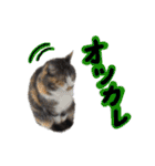日常ラブリー三毛猫（個別スタンプ：17）