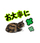 日常ラブリー三毛猫（個別スタンプ：18）