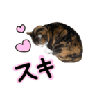 日常ラブリー三毛猫（個別スタンプ：19）