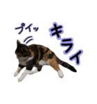 日常ラブリー三毛猫（個別スタンプ：20）