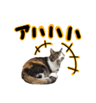 日常ラブリー三毛猫（個別スタンプ：21）
