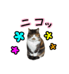 日常ラブリー三毛猫（個別スタンプ：22）