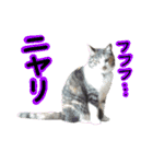 日常ラブリー三毛猫（個別スタンプ：23）