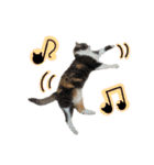 日常ラブリー三毛猫（個別スタンプ：24）