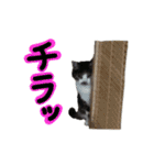 日常ラブリー三毛猫（個別スタンプ：25）