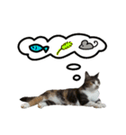 日常ラブリー三毛猫（個別スタンプ：27）