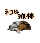 日常ラブリー三毛猫（個別スタンプ：29）