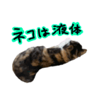 日常ラブリー三毛猫（個別スタンプ：30）
