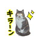 日常ラブリー三毛猫（個別スタンプ：31）