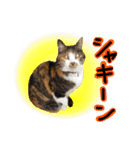 日常ラブリー三毛猫（個別スタンプ：32）