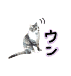 日常ラブリー三毛猫（個別スタンプ：33）