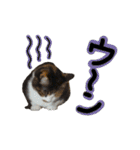 日常ラブリー三毛猫（個別スタンプ：34）