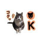 日常ラブリー三毛猫（個別スタンプ：35）