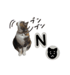 日常ラブリー三毛猫（個別スタンプ：36）