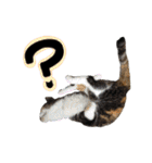 日常ラブリー三毛猫（個別スタンプ：37）