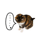 日常ラブリー三毛猫（個別スタンプ：38）