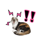 日常ラブリー三毛猫（個別スタンプ：39）
