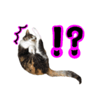 日常ラブリー三毛猫（個別スタンプ：40）
