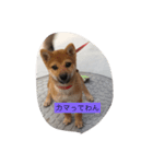 我が家のワンコ達です（個別スタンプ：1）