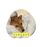 我が家のワンコ達です（個別スタンプ：5）