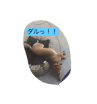 我が家のワンコ達です（個別スタンプ：6）