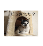マメとハク丸（個別スタンプ：4）