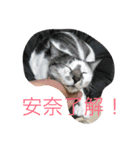 マメとハク丸（個別スタンプ：5）