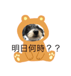マメとハク丸（個別スタンプ：7）