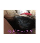 マメとハク丸（個別スタンプ：8）