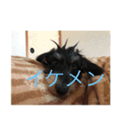 マメとハク丸（個別スタンプ：9）